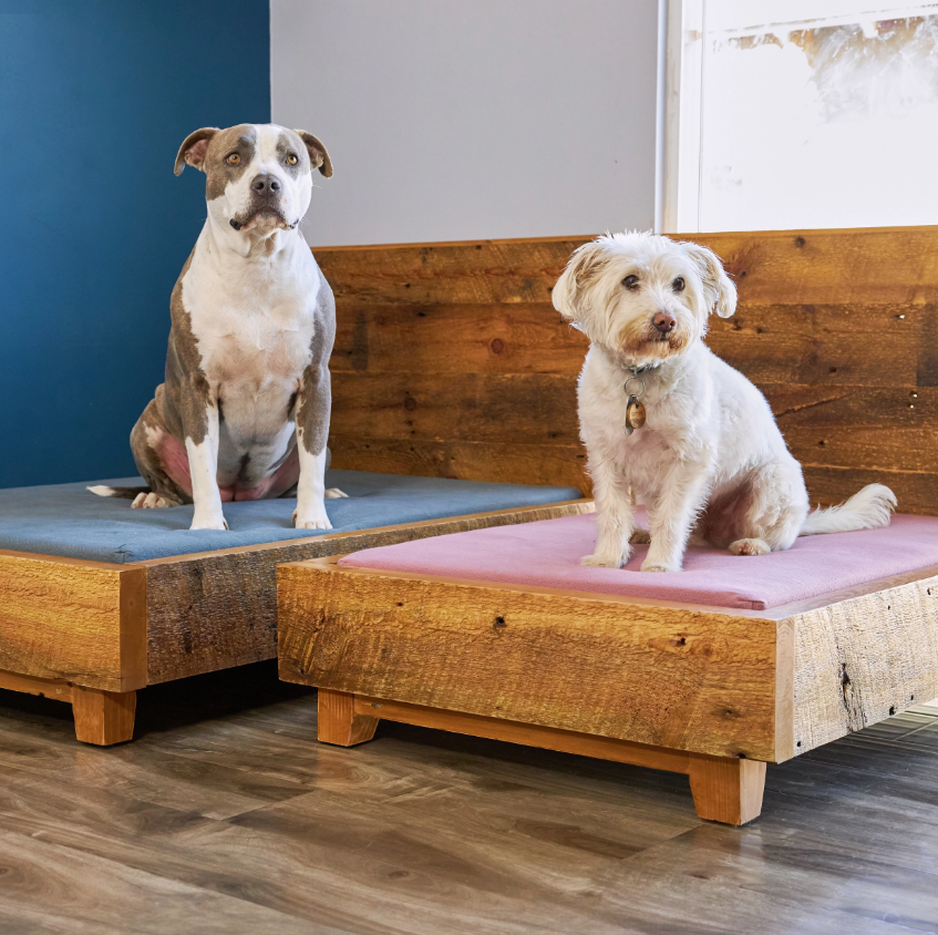 fair trade bed frame for dogs