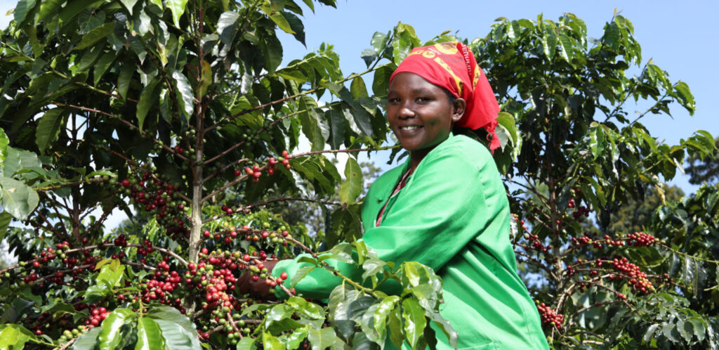 fair trade coffee farmer in Kenya, Africa